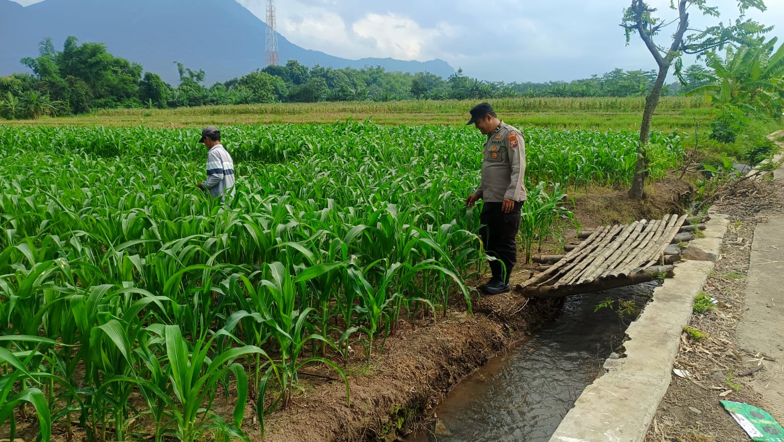 PERSONIL POLSEK NGORO BERSAMA WARGA PERIKSA TANAMAN JAGUNG, KONDISI OPTIMAL TANPA KENDALA